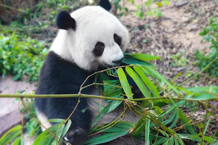 Bambus und Panda