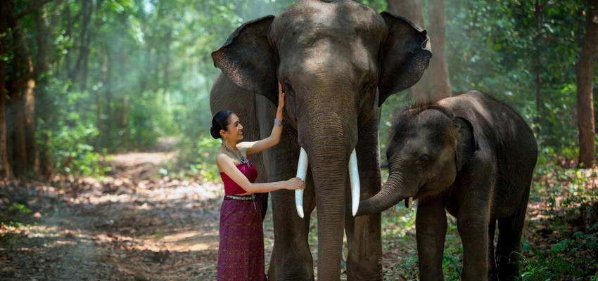  Chiang Mai Elefanten