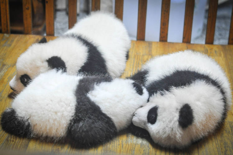 Süße Panda Babys