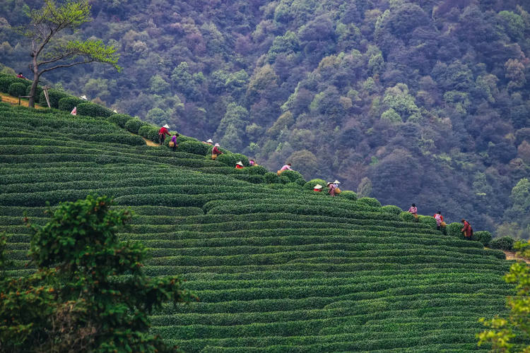 Teeplantage in Hangzhou