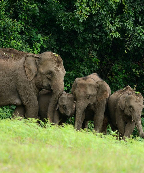 Elefanten in Thailand