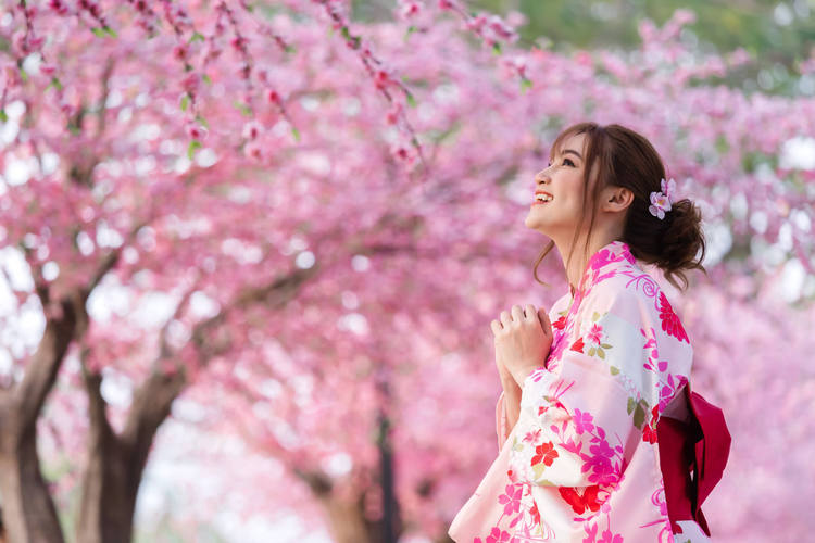 Japanreise zur Kirschblüte 2024