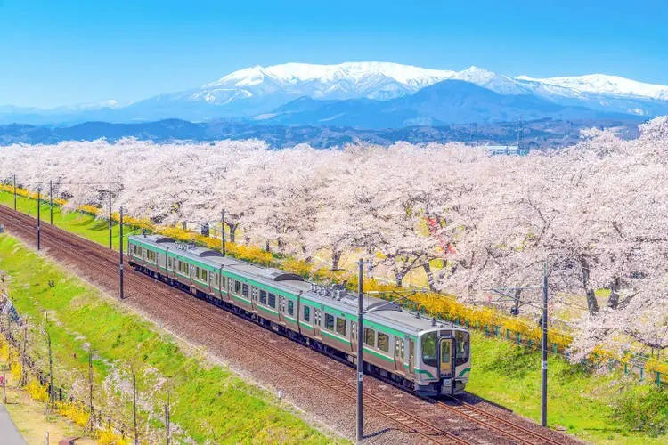 Japanreise zur Kirschblüte 2024